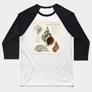 Seashell Field Notes I Baseball T-Shirt